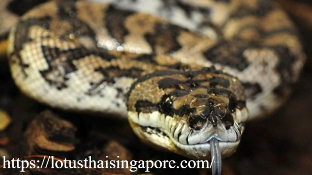 Tragis! Ular Piton Serang Pemotor hingga Tewas